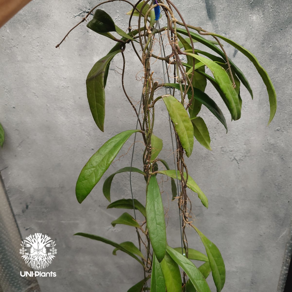 Hoya Sulawesiana ホヤ スラウェシアナ ホヤ植物 Hoya plants 珍し