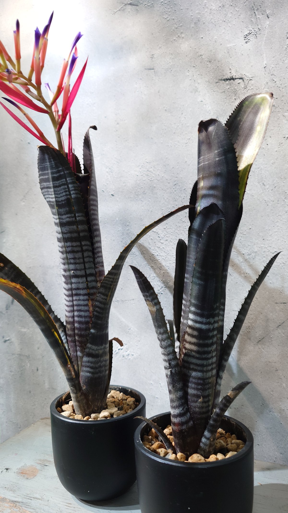 New arrival 》Billbergia Darth Vader / Billber