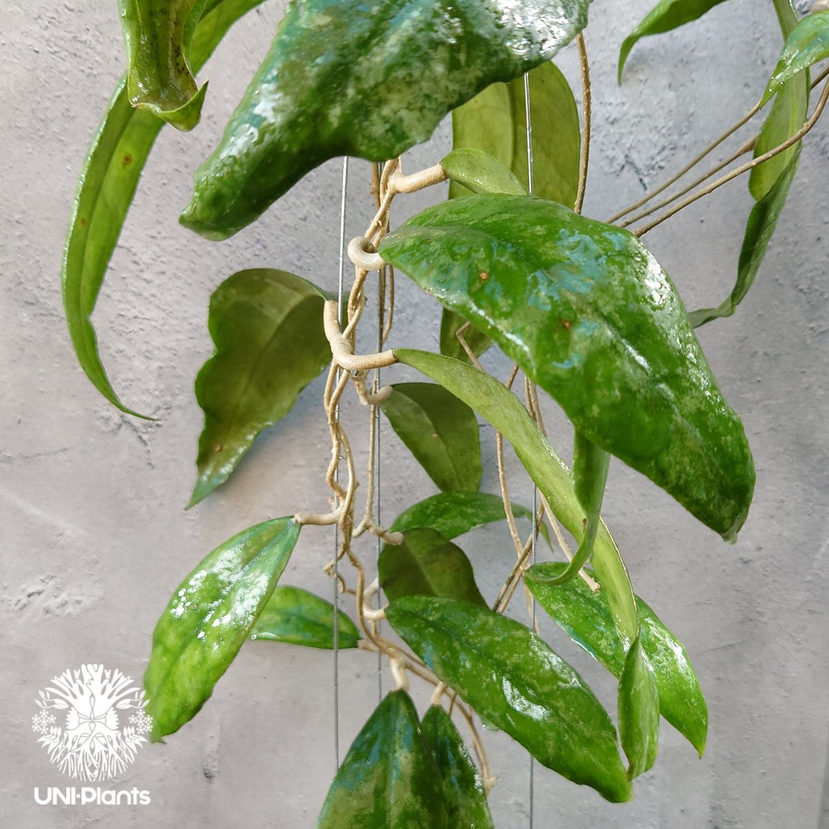 Hoya Finlaysonii splash (cv.trang)ホヤ フィレンソニー スプ Hoya Finlaysonii splash (cv.trang)ホヤ フィレンソニー スプ