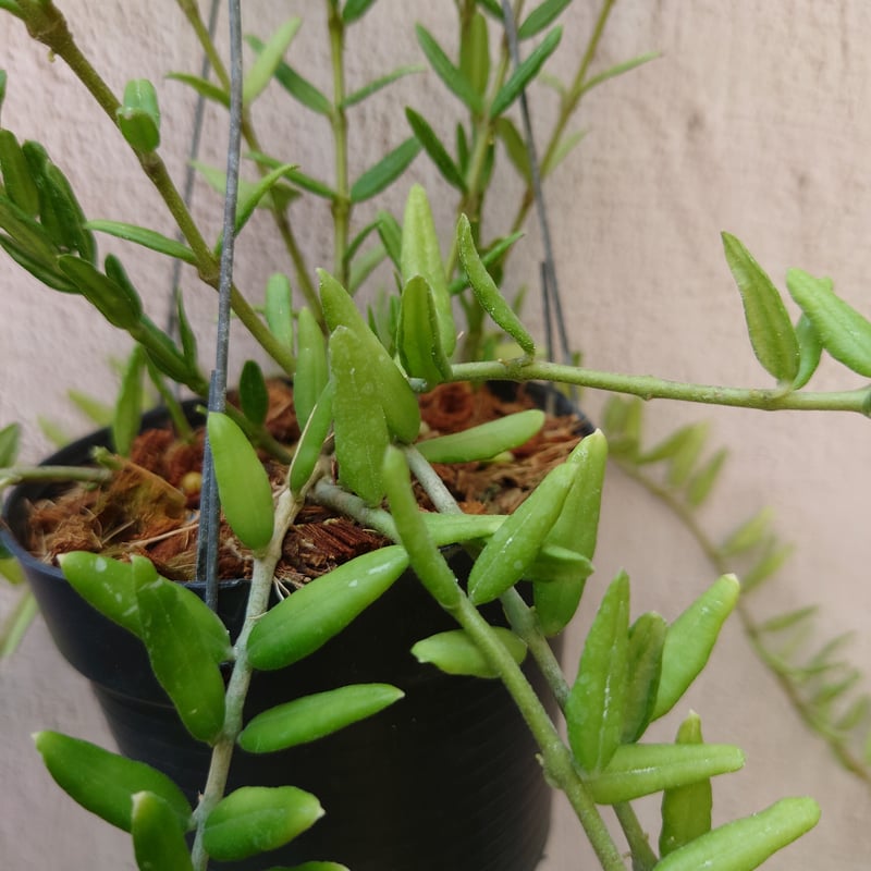 ホヤ　エングリアナ抜き苗 ホヤ エングレリアナ Hoya engleriana ホヤ植物 植物 珍奇植物