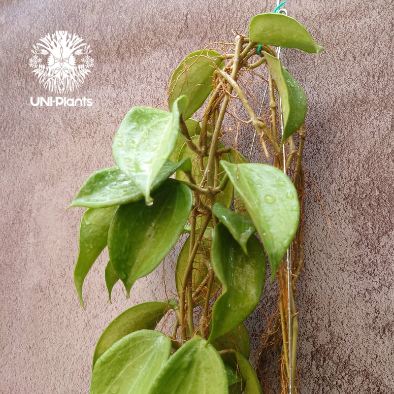 Hoya Quinquenervia ホヤクインケナービア ホヤ植物 ホヤの花 観葉植物