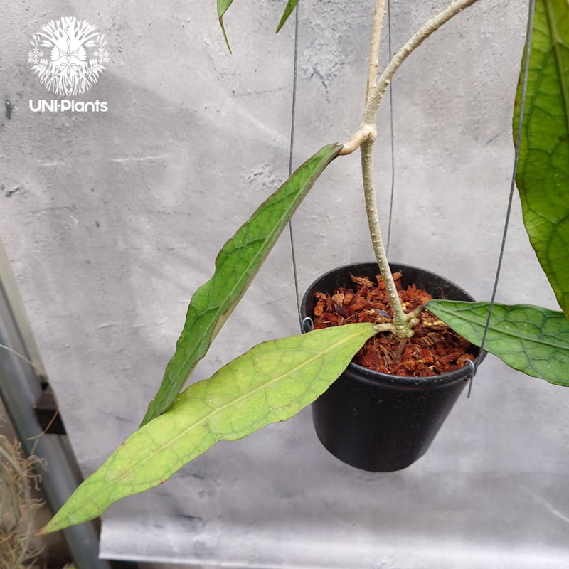 限定1株入荷 Hoya Clemensiorum long leaves ホヤ クレメンシオ