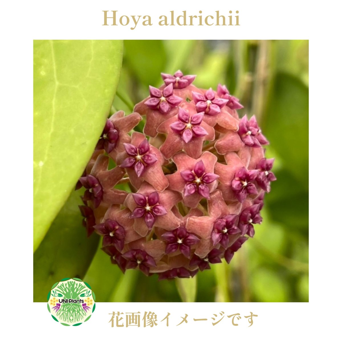ホヤ アルドリッチ Hoya aldrichii ホヤ植物 ホヤの花