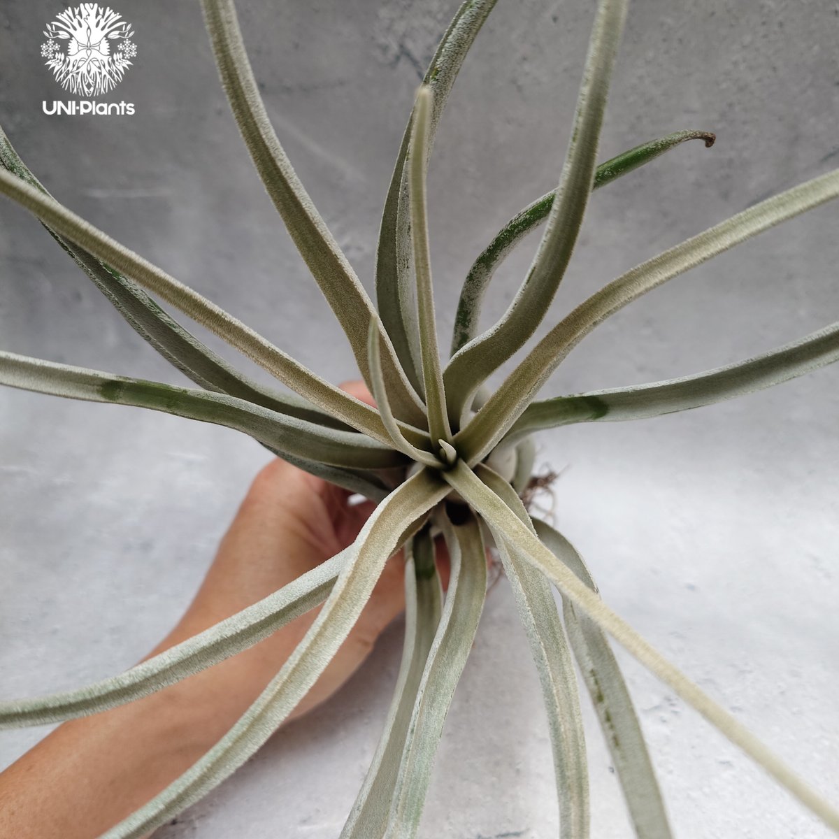 Tillandsia Kraken 速達発送 Tillandsia Kraken チランジアクラーケン Tillandsia インテリア植物
