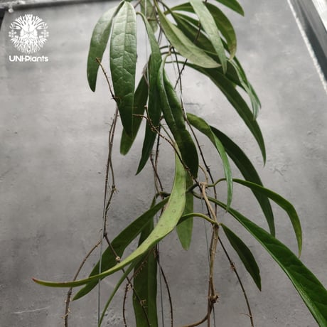 Hoya Sulawesiana ホヤ スラウェシアナ ホヤ植物 Hoya plants 珍しい 希少 レア つる性 つる性植物 ハンギング ハンギング植物