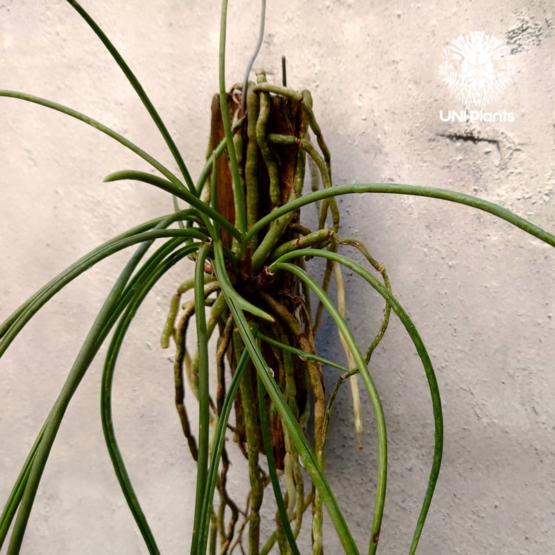 セイデンファデニア ミトラタyellow Seidenfadenia mitrata yell