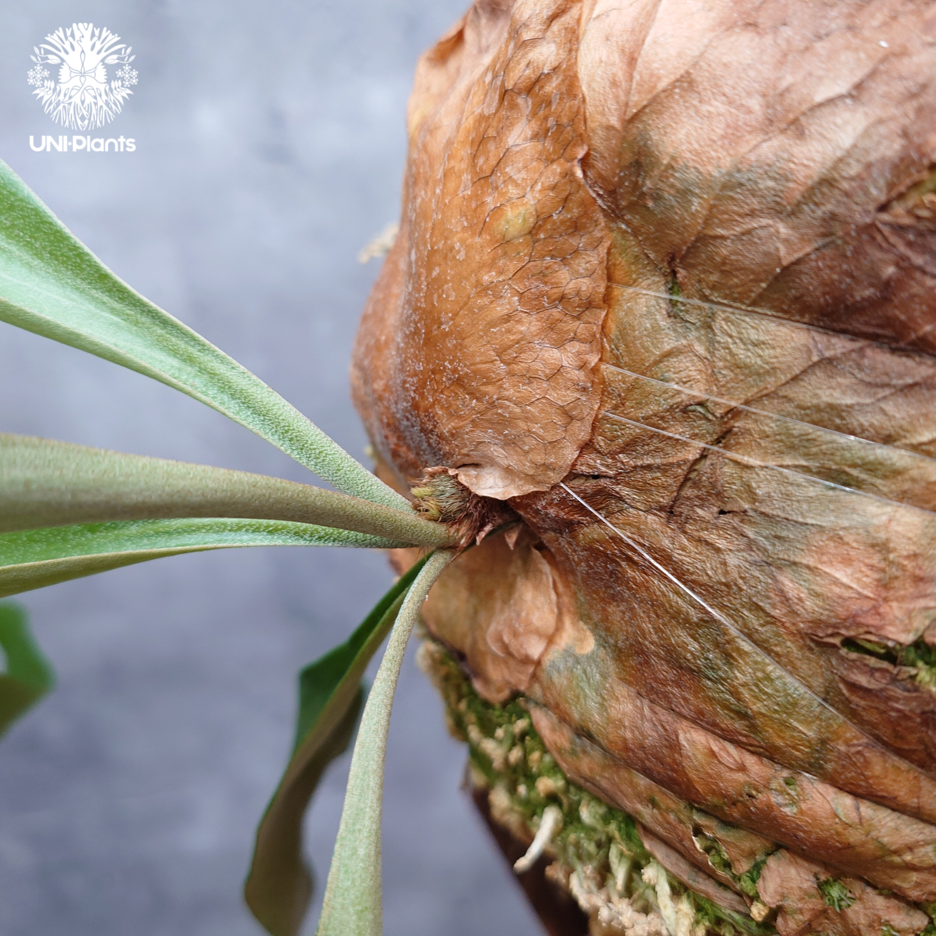 ビカクシダ アルテミス ビカクシダ アルテミス Platycerium Artemis (Alcicorne x Qu