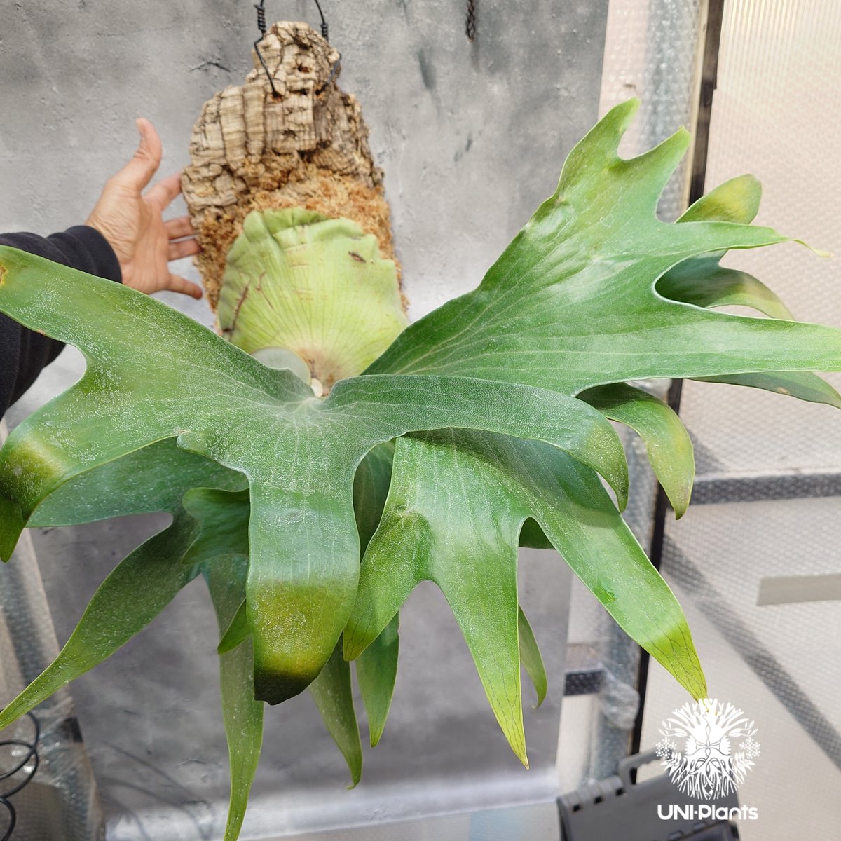 Platycerium hillii wild ビカクシダ ヒリー ワイルド株 Platycerium hillii wild ビカクシダ ヒリー ワイルド株