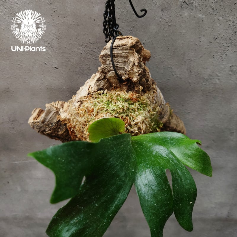 ビカクシダ ステマリア Platycerium stemaria コウモリラン ビカクシダ