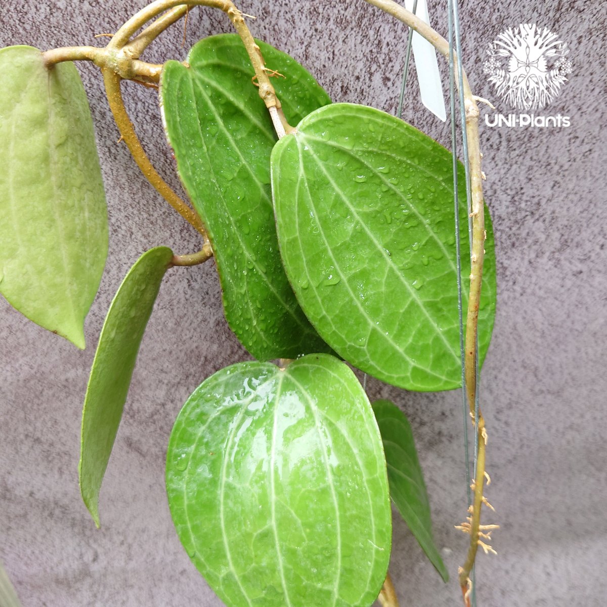 1124＊Hoya ＊ ホヤ＊latifolia＊silver ＊ラティフォリア 1124＊Hoya ＊ ホヤ＊latifolia＊silver ＊ラティフォリア Hoya