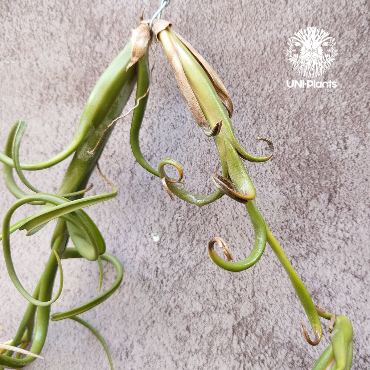 Tillandsia Intermedia（L）ティランジア チランジア・インター 