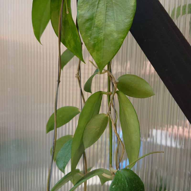 ホヤ アルドリッチ Hoya aldrichii ホヤ植物 サクララン 植物