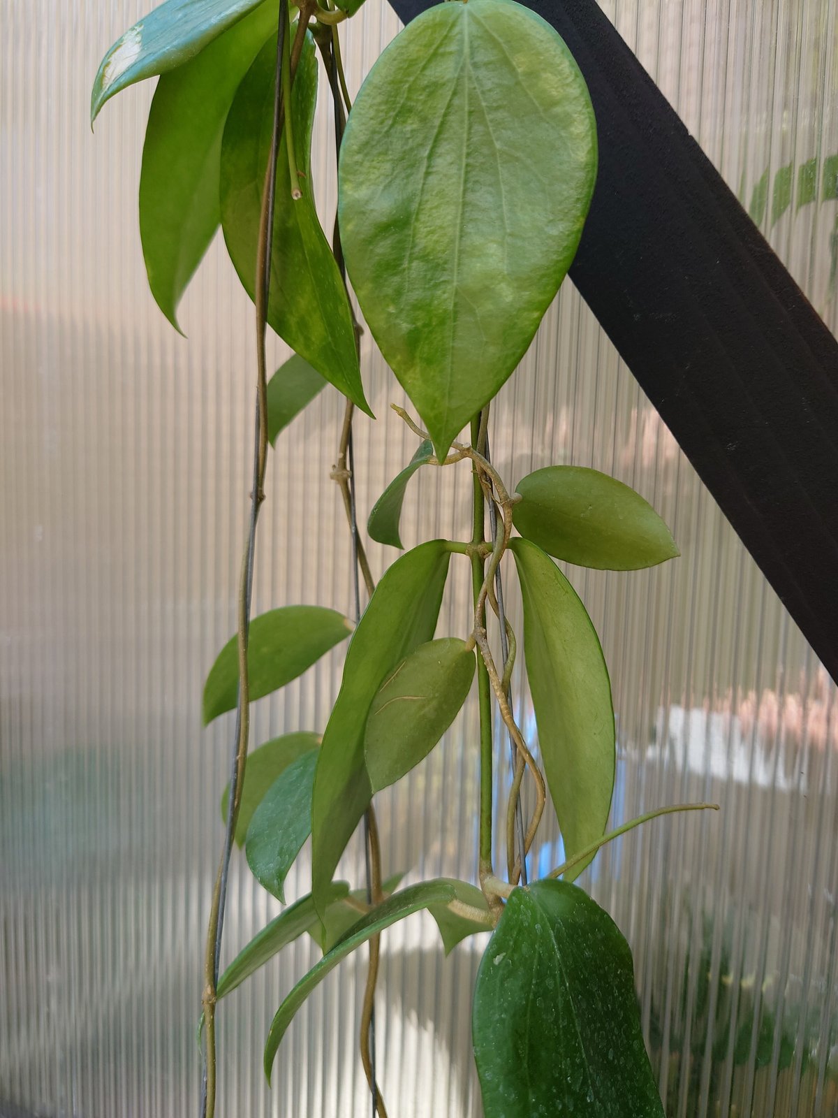 ホヤ アルドリッチ Hoya aldrichii ホヤ植物 サクララン 植物