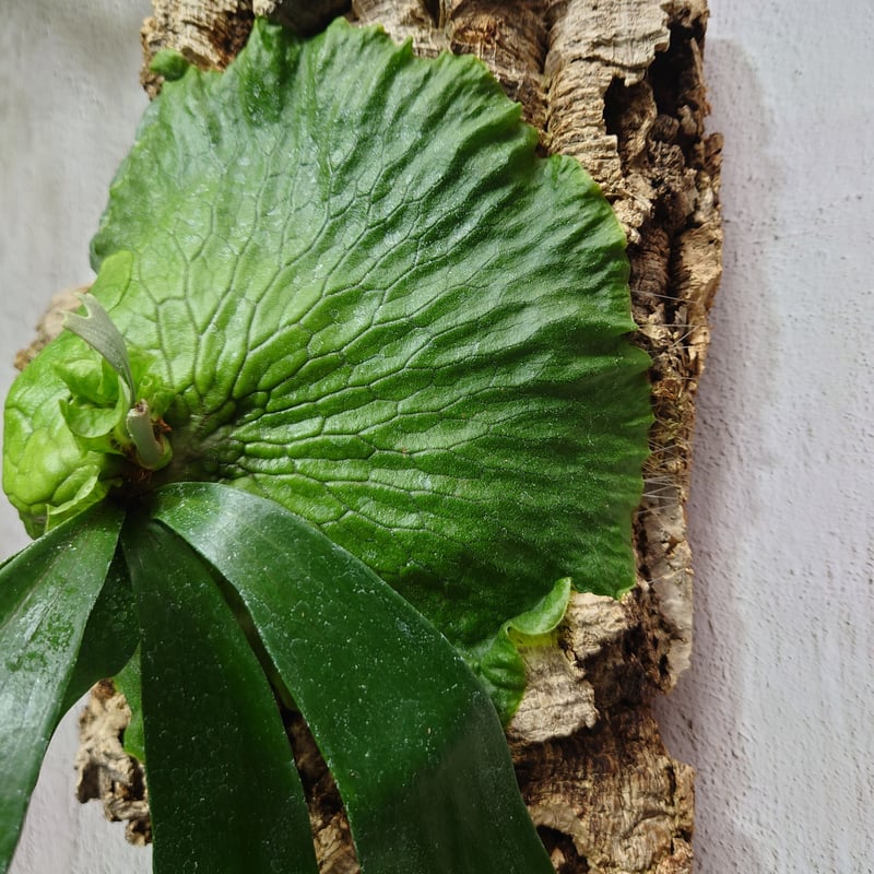 ビカクシダ　ホーンズサプライズ大株株　Horne's Surprise OC株 ビカクシダ ホーンズ サプライズ Platycerium 'Horne's Surprise'