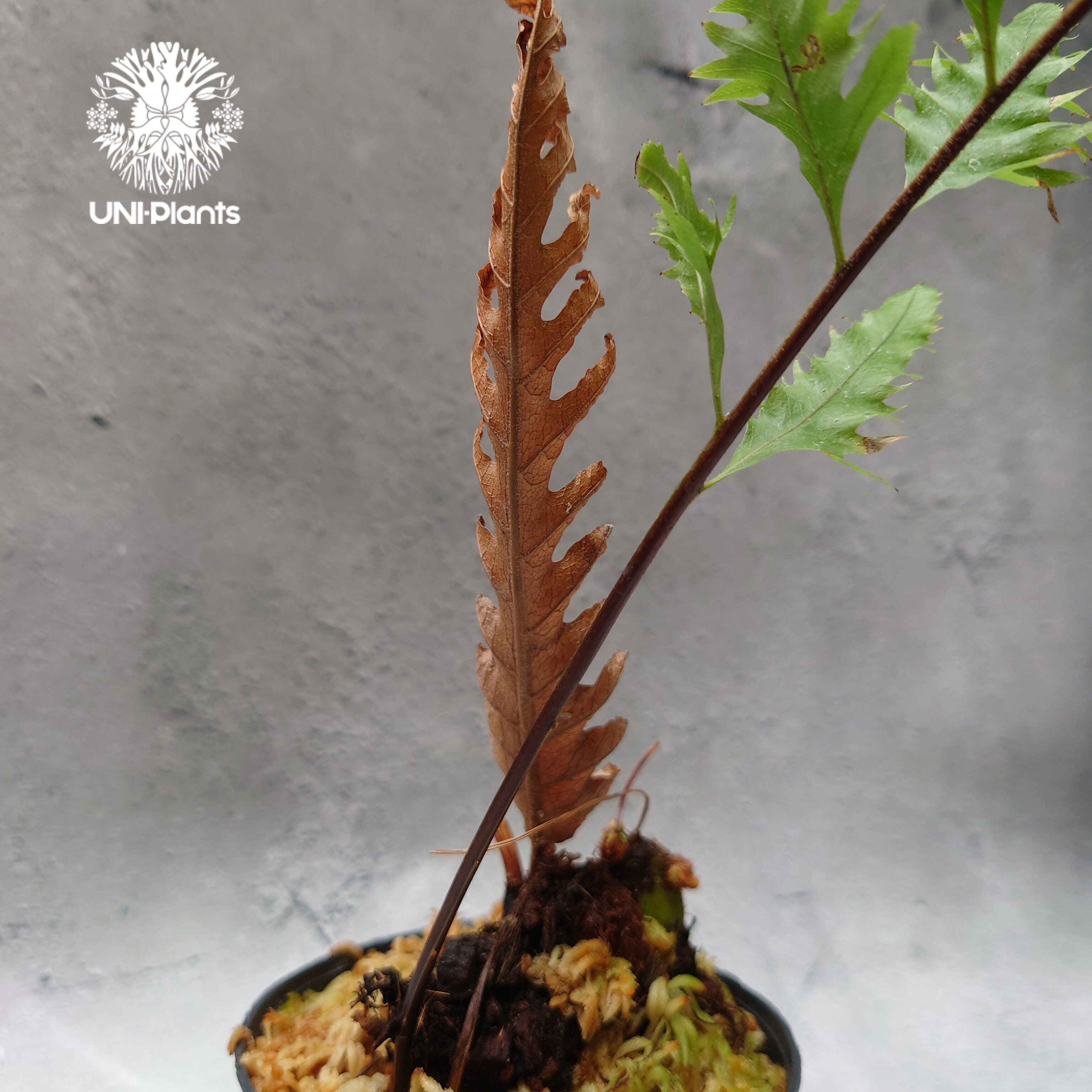 Drynaria rigidula `whitei' ドリナリア·リギデュラ'ホワイティ' 観