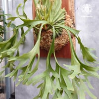 Platycerium coronarium Thin ビカクシダ コロナリウム シン ビカク
