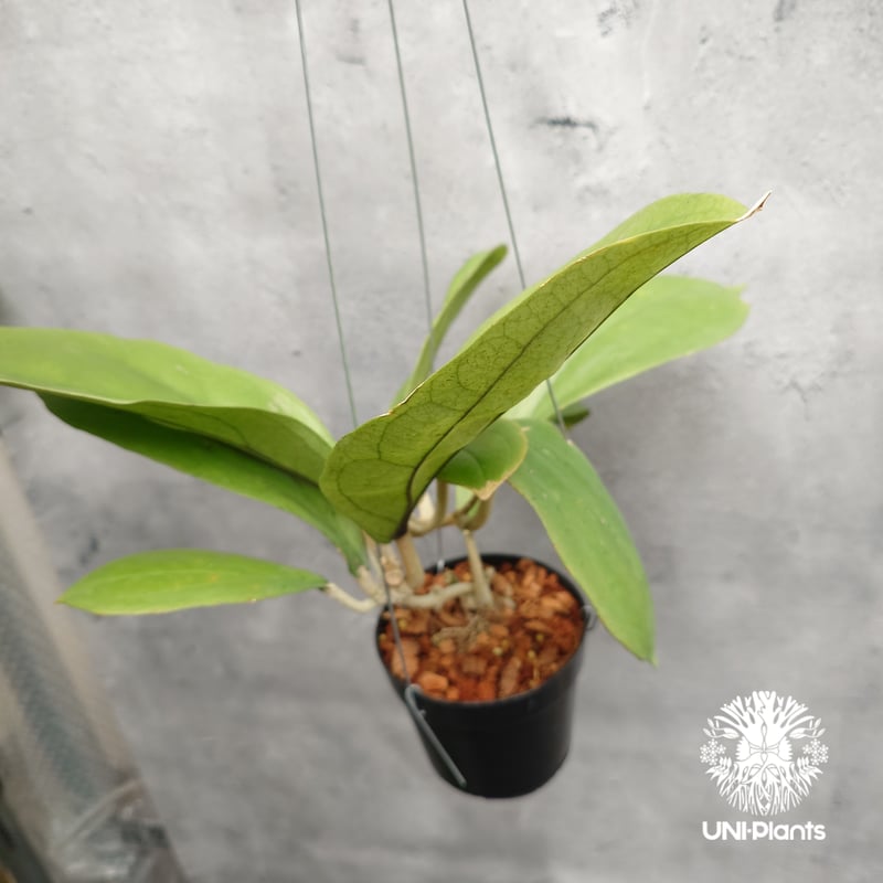 Hoya Lambii ホヤ ランビー ホヤ植物 ホヤの花 Hoya Plants 珍しい 希