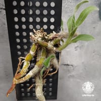 バンダ 洋蘭 Vanda orchid 流木着生 ラン 蘭 花が綺麗な洋ラン | UNI-Pl