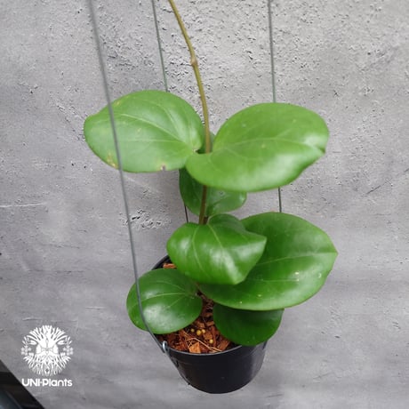 【八島兎角】希少ホヤ5種類 八島兎角様専用】希少ホヤ5種類 【公式通販】