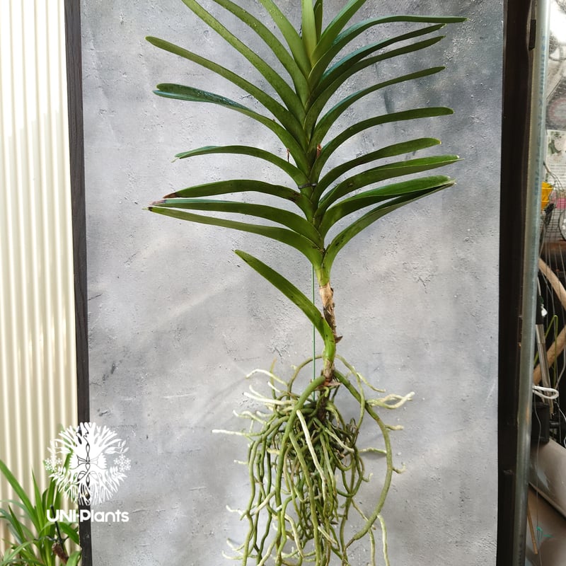 バンダ 洋蘭 Vanda orchid 大株 ラン 蘭 花が綺麗な洋ラン | UNI