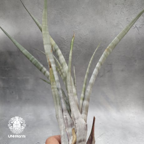 Tillandsia hildae チランジアヒルダエ Tillandsia インテリア植物 エアープランツ エアプランツ ティランジア
