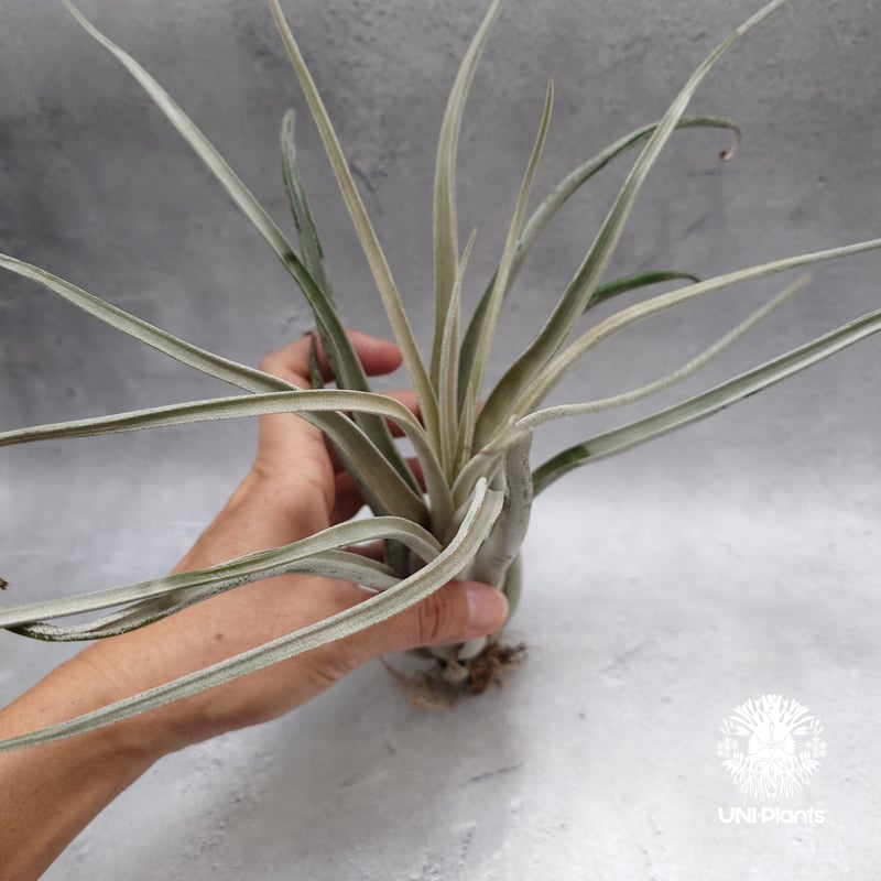 Tillandsia Kraken チランジアクラーケン Tillandsia インテリア植物