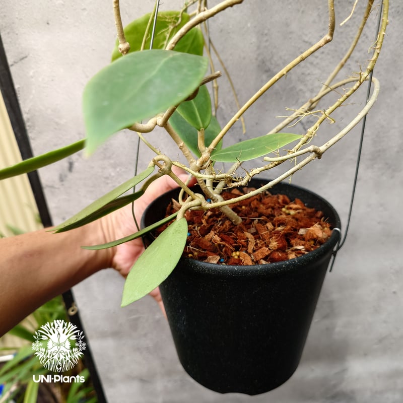 Hoya mindorensis lite yellow ホヤ ミンドレンシス ライトイエロー