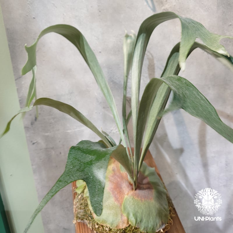 国内繁殖株・一点物】Platycerium sp.｜希少株｜(P.bifurcatum cv