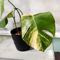 【国内繁殖株・一点物】Monstera borsigiana aurea variegate｜モンステラ・ボルシギアナ・オーレア  | 希少種 | モンステラ | Monstera