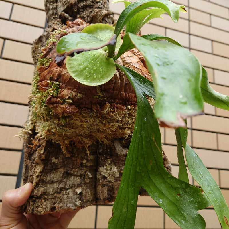 ビカクシダ コロナリウム Platycerium coronarium コウモリラン ビカク...