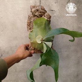ビカクシダ ヒリー 3品種販売 | UNI-Plants ビカクシダ、ホヤ植物、着