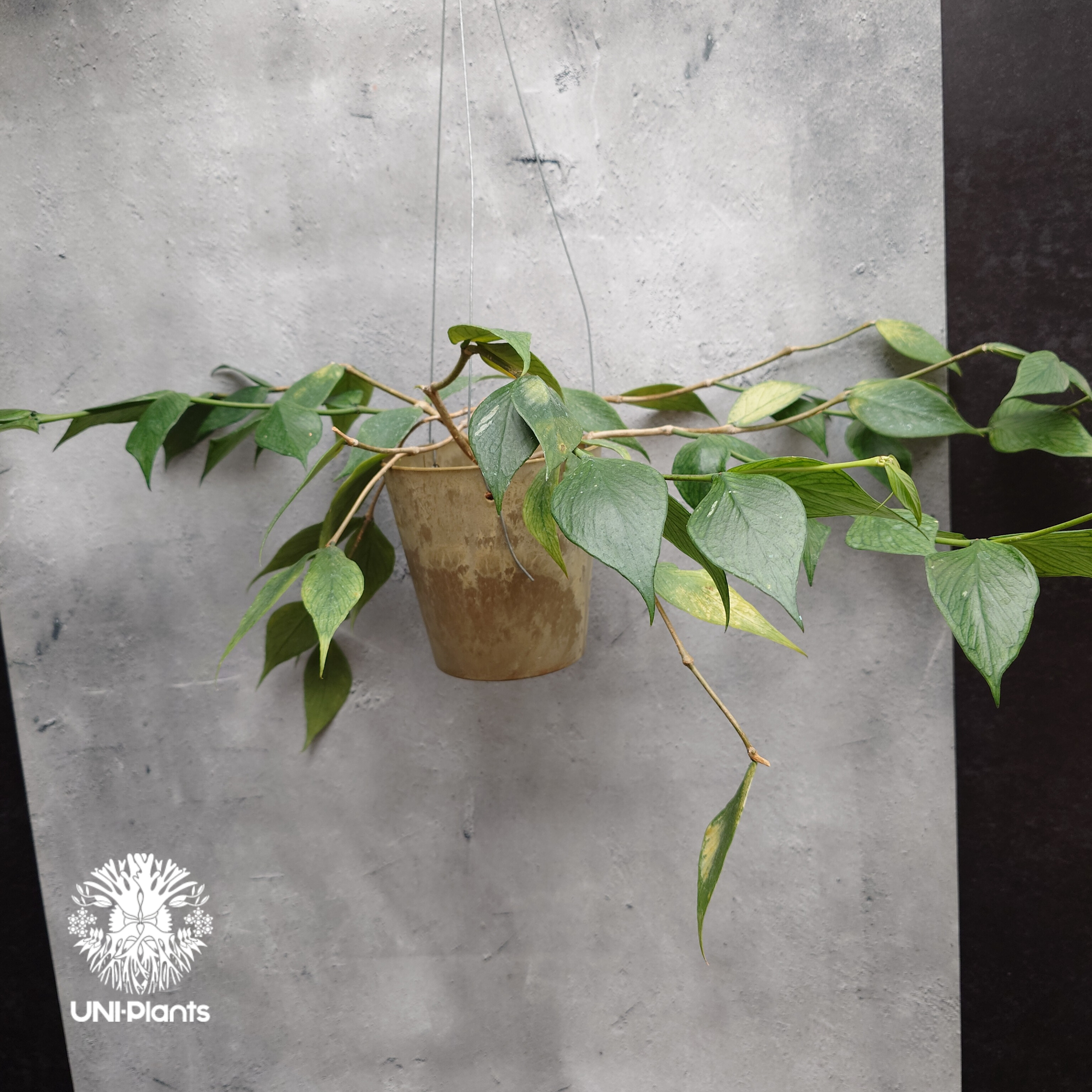 Hoya Polyneura ホヤ ポリネウラ ホヤフィッシュボーン ホヤ植物 ホヤ