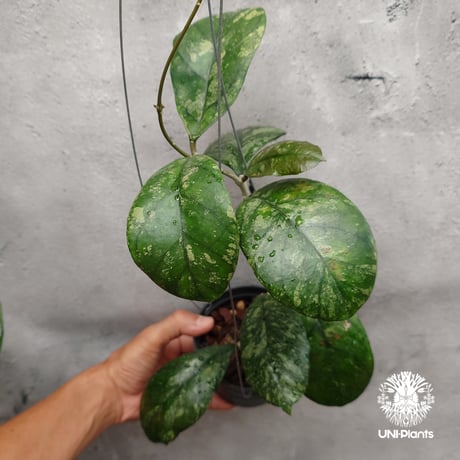 怪奇植物斑入り人魚ホヤHoya polyneura albomarginata② 怪奇植物斑入り人魚ホヤHoya polyneura albomarginata②