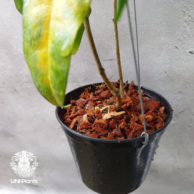 Hoya Danumensis UT174 ホヤ ダヌメンシス UT174 ホヤ植物 ホヤの花