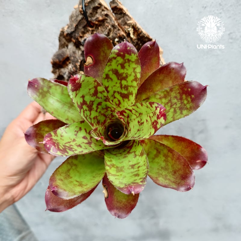 Neoregelia 'Winnie The Pooh' ネオレゲリア ウィーニーザプー ネオ