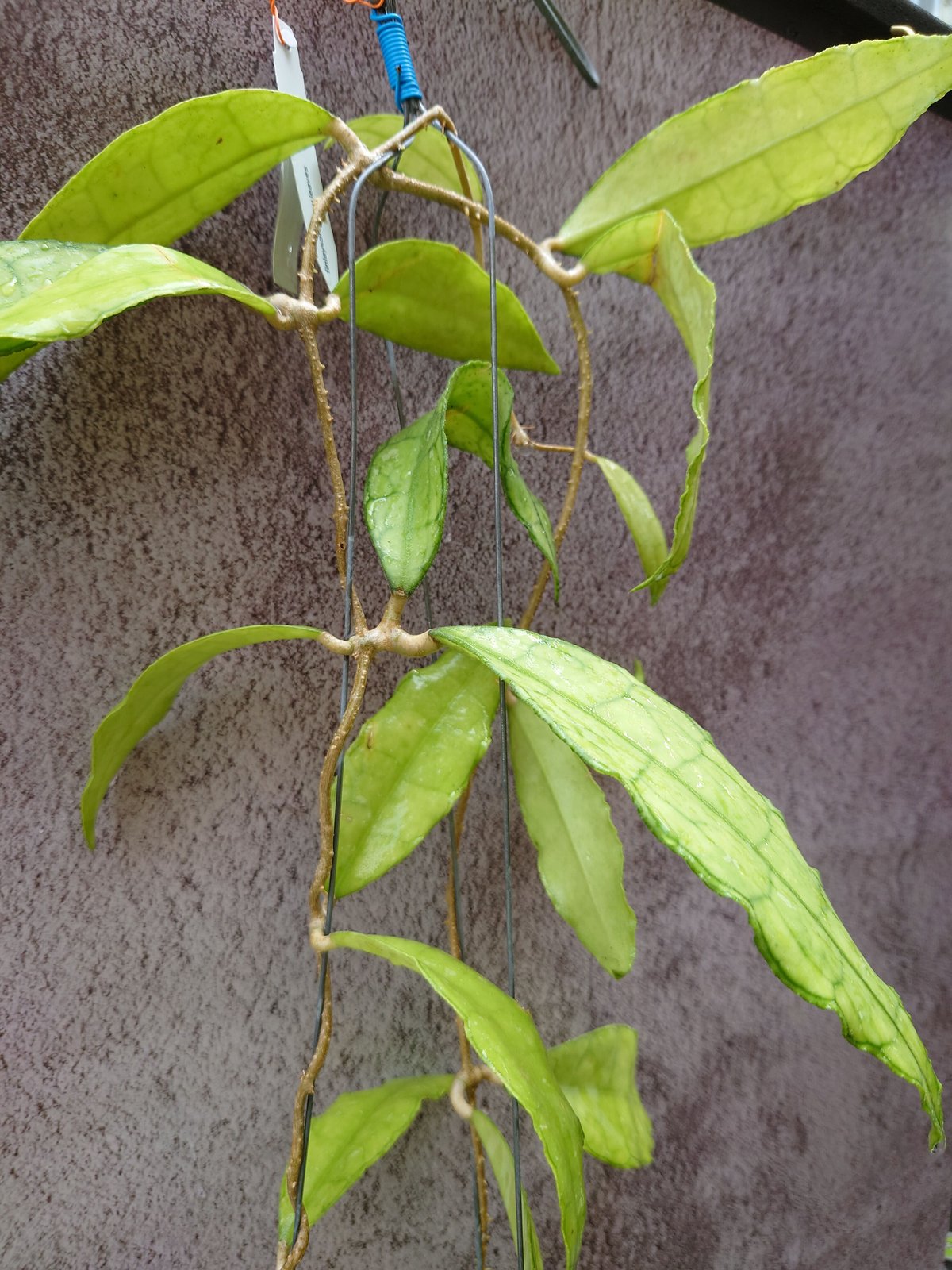 Hoya finlaysonii long leaves ホヤ フィンレイソニー ロング