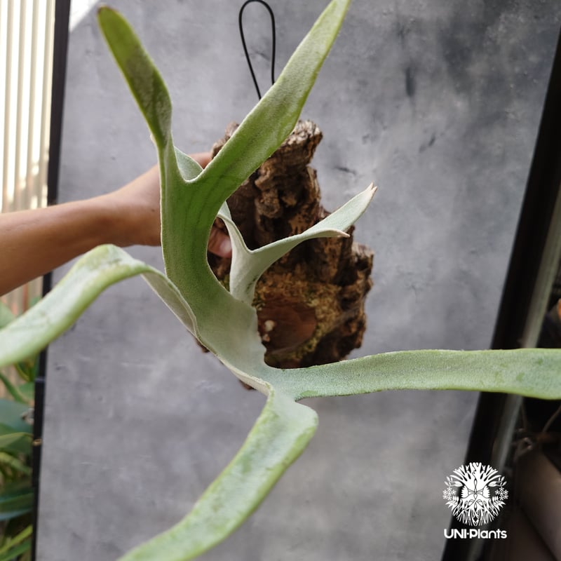 ビカクシダ ベイチー シルバーフロンド Patycerium veitchii cv