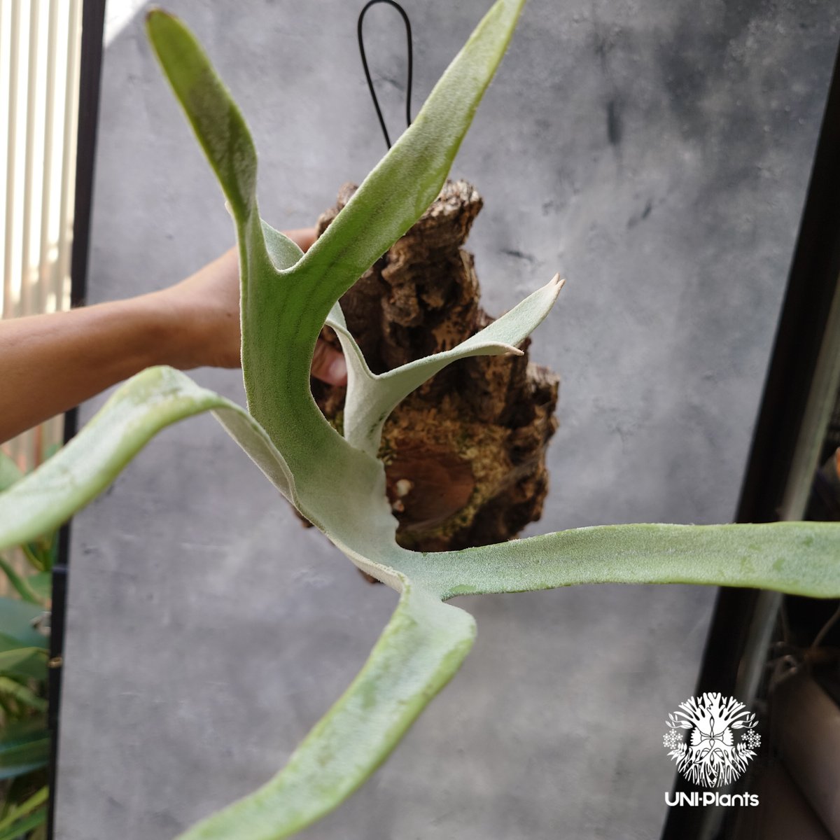 すー　ビカクシダ 木製ボード付き ビーチー　シルバー すー ビカクシダ 木製ボード付き ビーチー シルバー ビカクシダ