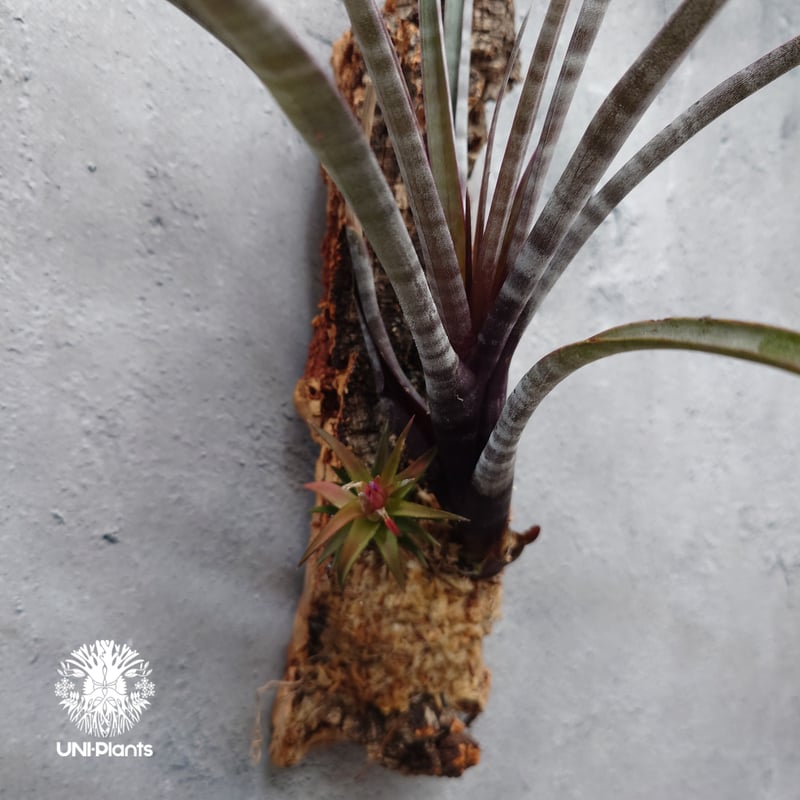 超希少❗️チランジア　ヒルダエ✨ Tillandsia hildae チランジア ヒルダエ インテリア植物 エアー