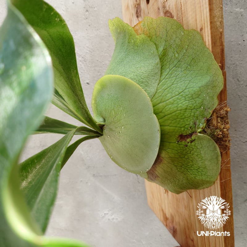 ビカクシダ パナマ Platycerium hillii ' Panama ' コウモリラ