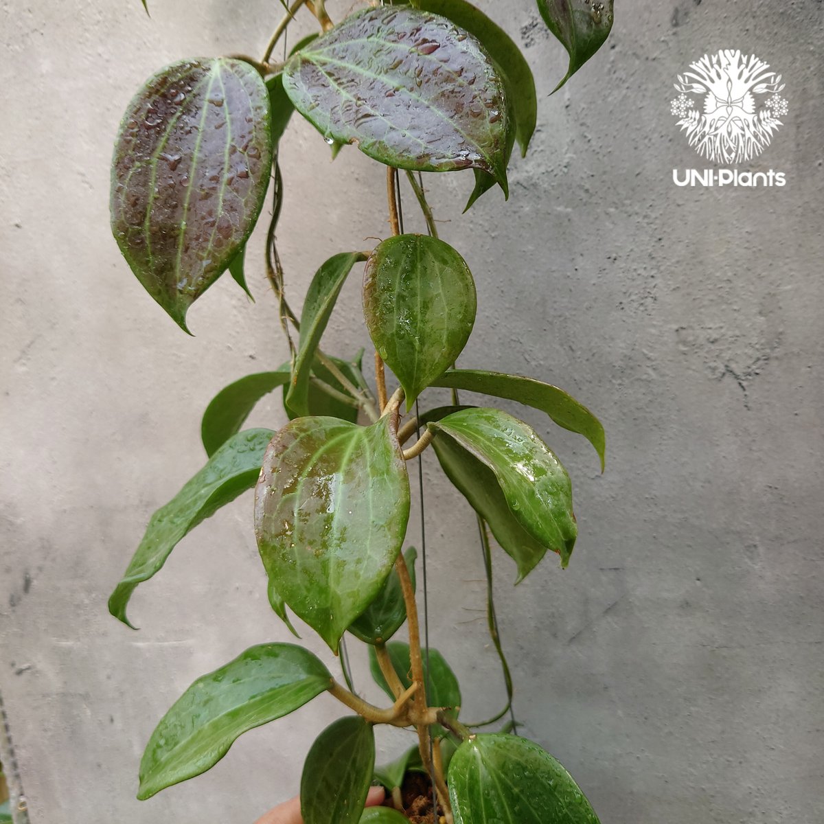 Hoya Quinquenervia ホヤ クインケナービア ホヤ植物 ホヤの花 観葉