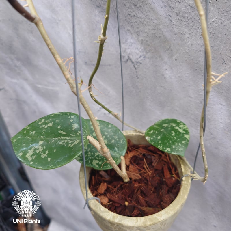 Hoya Parasitica Heart Leaves Splash ホヤ パラシティカ ハ