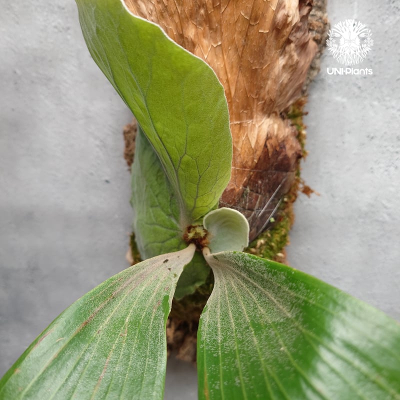 Platycerium elemaria (P.elephantotis x P.andinu