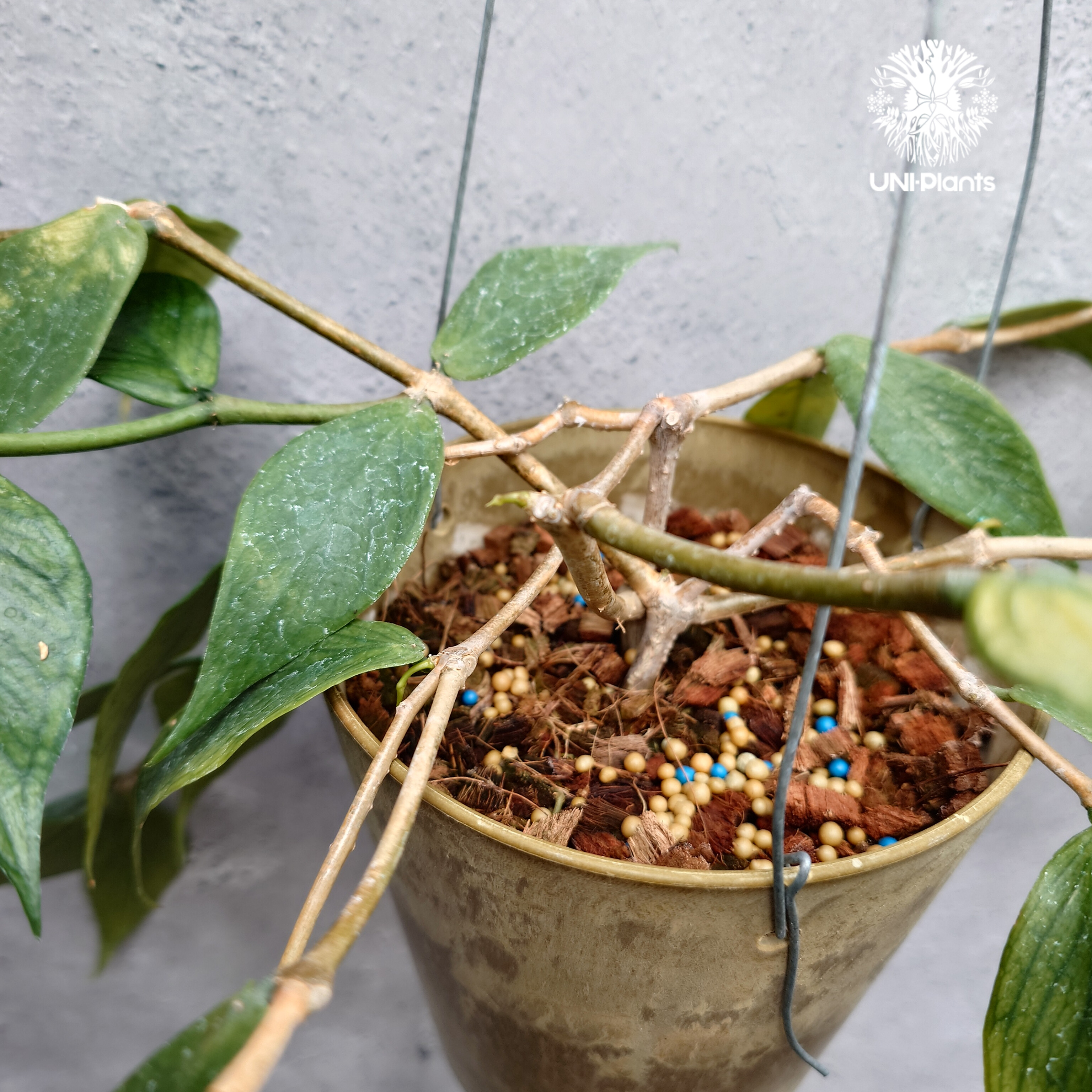 Hoya Polyneura ホヤ ポリネウラ ホヤフィッシュボーン ホヤ植物 ホヤ