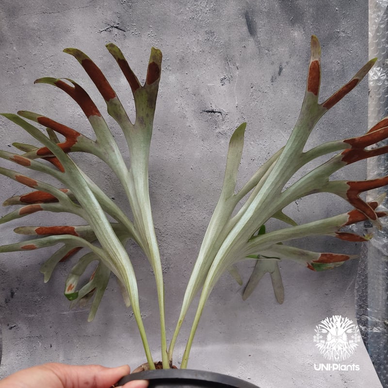 Platycerium alcicorne var.Madagascar ビカクシダ アルシコ