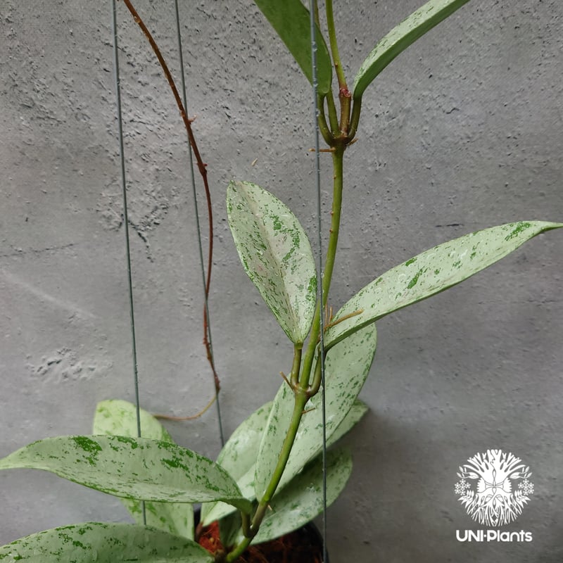 Hoya Pubicalyx silver ghost 希少 ホヤ プビカリクス シルバー