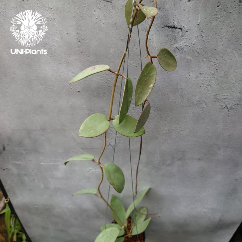 Hoya Silver dollar ホヤ シルバー ダラー ホヤ 希少 ホヤ植物 ホヤの