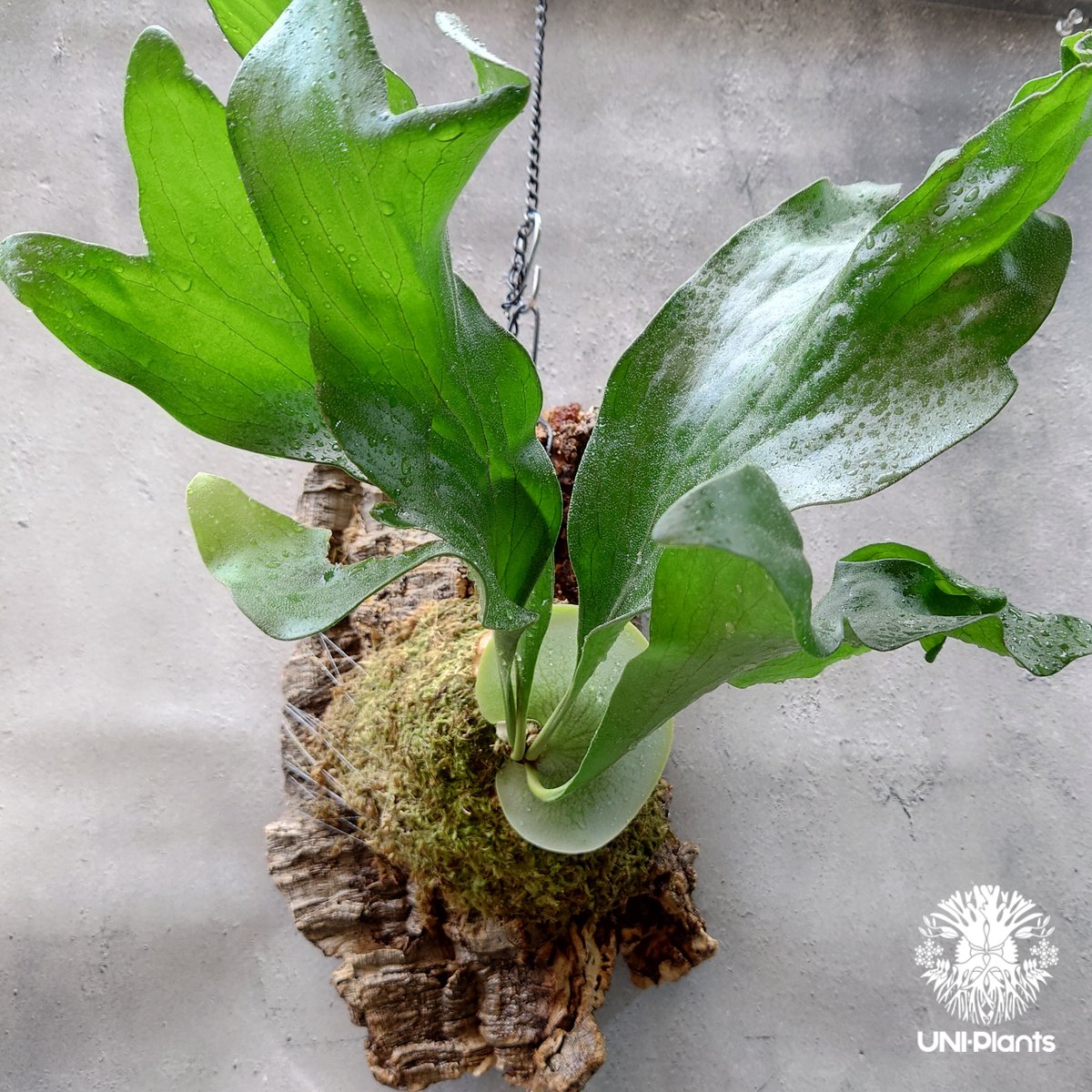 ビカクシダ ヒリードラゴン Platycerium hillii cv.Dragon コウモリ