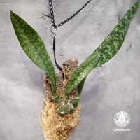 Oececlades maculata オエセオクラデス マクラタ 着生植物 珍しい 着生蘭 着生ラン 着生コルク ハンキング植物