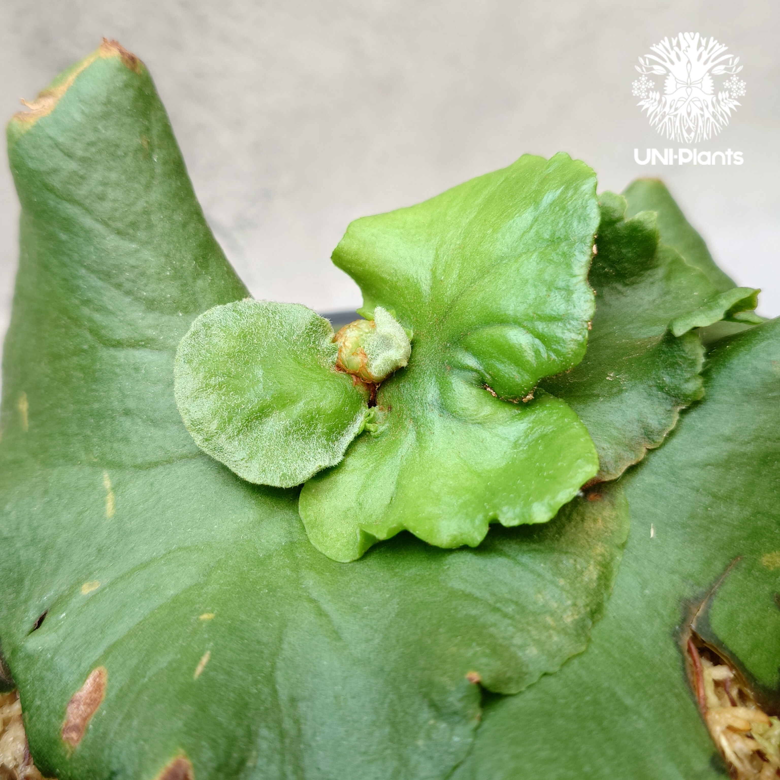 ビカクシダ キッチャクード シンリーフ Platycerium Kitshakood thin